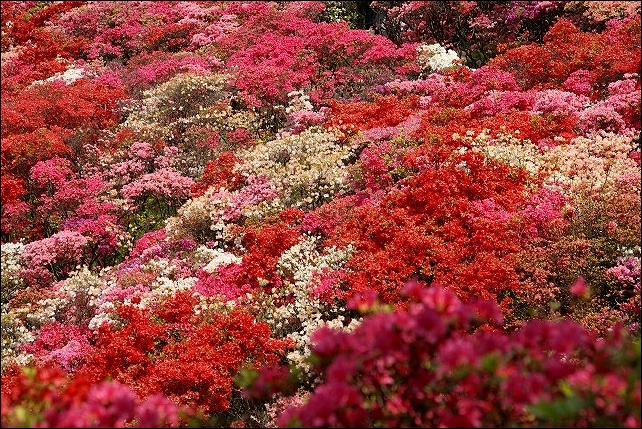 葉山 花の木公園のツツジ_b0145398_21521259.jpg