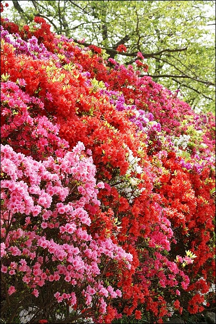 葉山 花の木公園のツツジ_b0145398_2153316.jpg