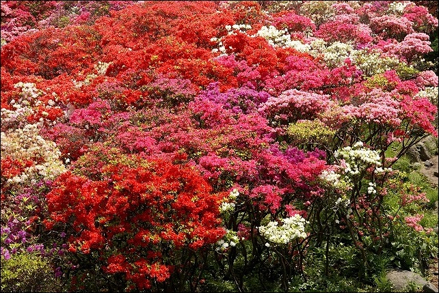 葉山 花の木公園のツツジ_b0145398_2153568.jpg