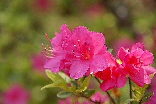 葉山 花の木公園のツツジ_b0145398_2154816.jpg