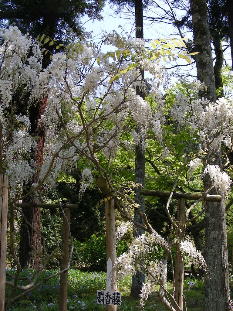 藤の花を見てきました＠万葉植物園・春日大社神苑_c0145299_12232266.jpg