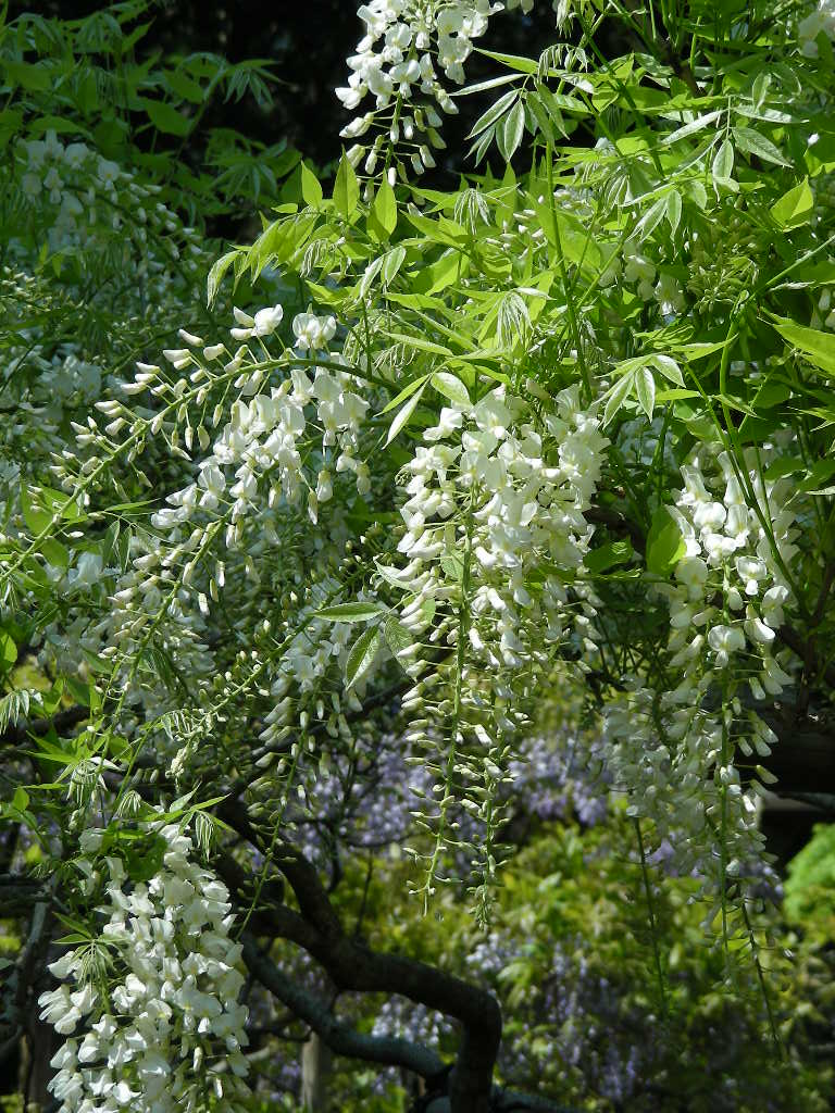 藤の花を見てきました＠万葉植物園・春日大社神苑_c0145299_1224445.jpg