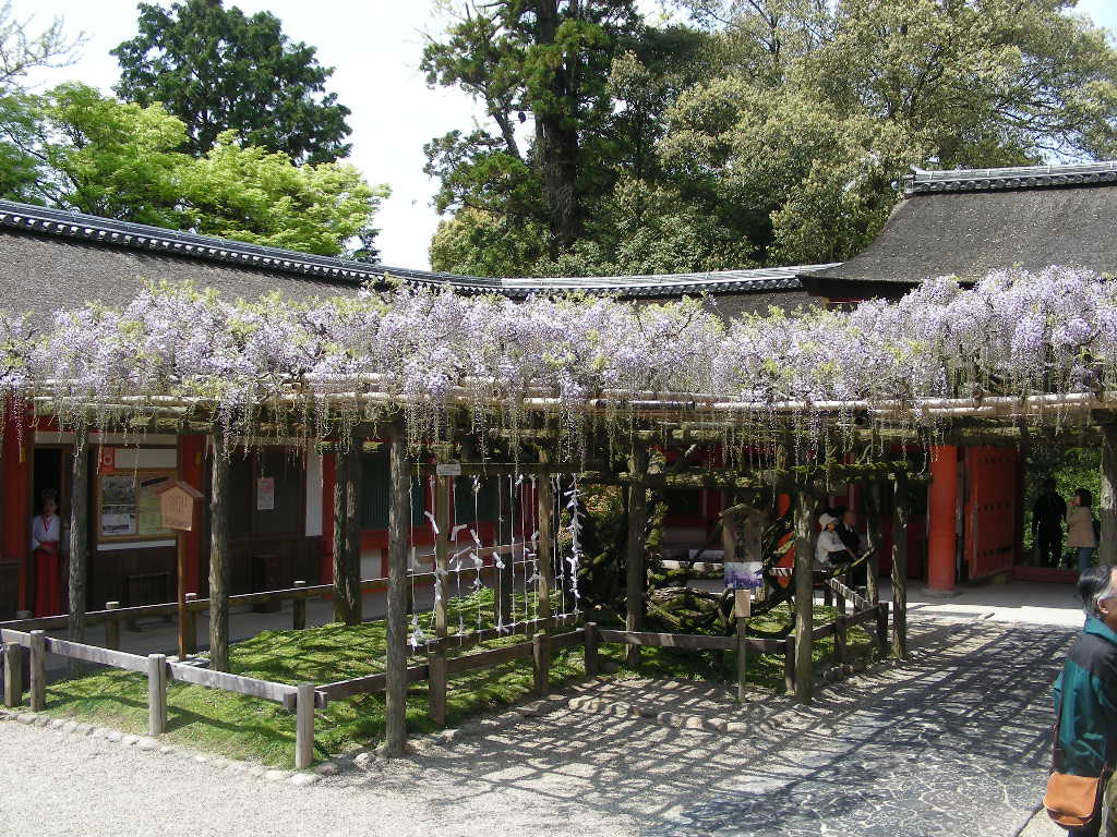 藤の花を見てきました＠万葉植物園・春日大社神苑_c0145299_12272455.jpg