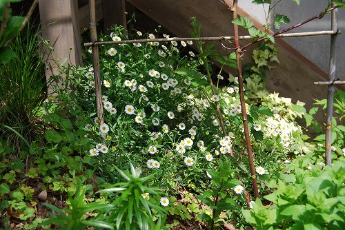 c0124100_14145260.jpg