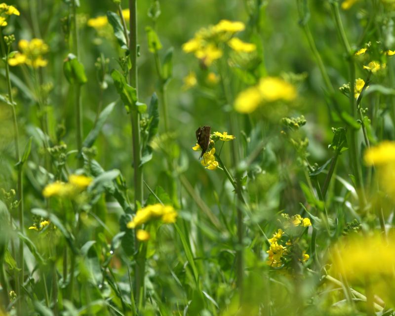 e0103903_20113846.jpg