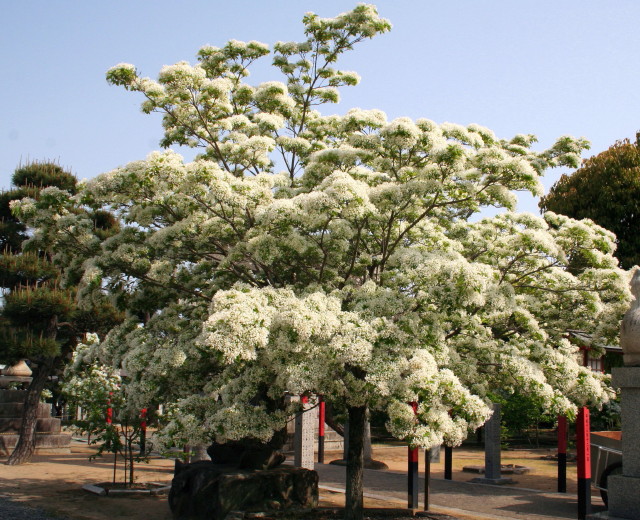 岡湊神社　なんじゃもんじゃⅡ_f0054904_1842819.jpg