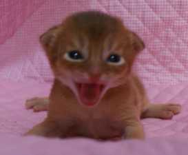 アビシニアン 子猫ちゃん レッド男の子 生後2週目 ランちゃん子_e0033609_17231161.jpg