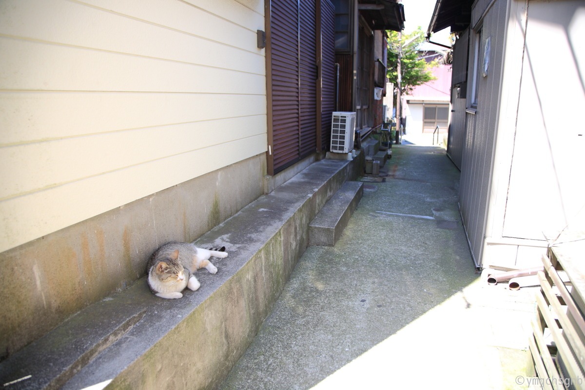 江ノ島の「猫」　〜６〜_f0157812_11194191.jpg