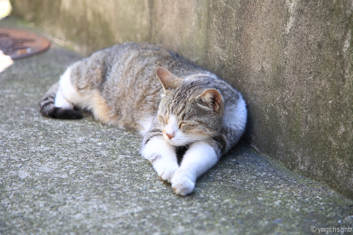 江ノ島の「猫」　〜６〜_f0157812_11195912.jpg