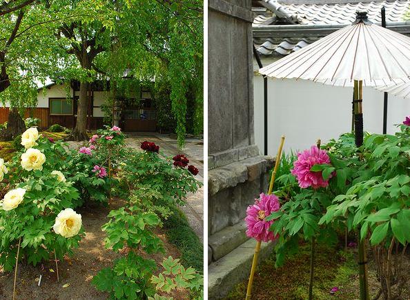 一初（イチハツ）とか牡丹とか　－　上御霊神社とか本満寺とか_a0114714_21274052.jpg