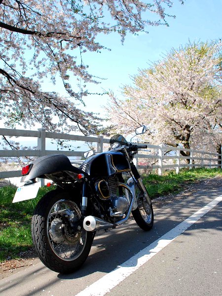 バイクで桜を追いかけて・・・_c0177814_055292.jpg