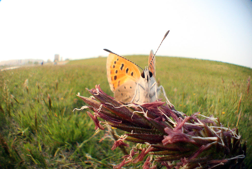 c0145418_2022462.jpg
