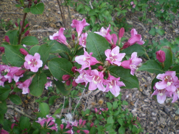 c0124619_21522186.jpg