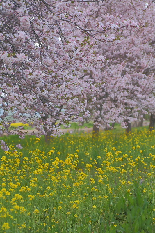 小布施 千曲川ふれあい公園にて_c0191021_194096.jpg