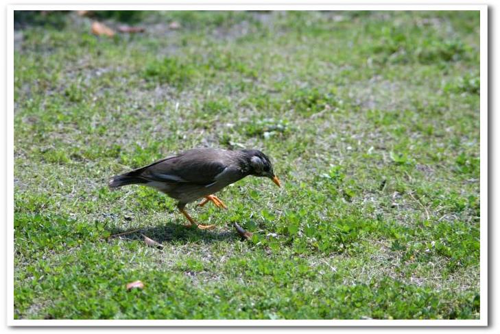 思い出綴り「江の島にて。」野鳥／食事　孫のスナップP-３  です。_b0033423_1332494.jpg