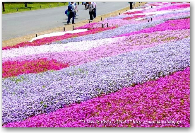 Flower Festival 2010_d0083623_20322958.jpg