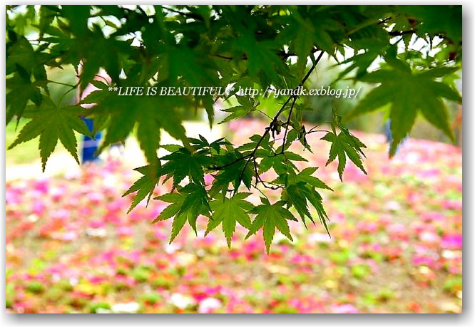 Flower Festival 2010_d0083623_20535659.jpg