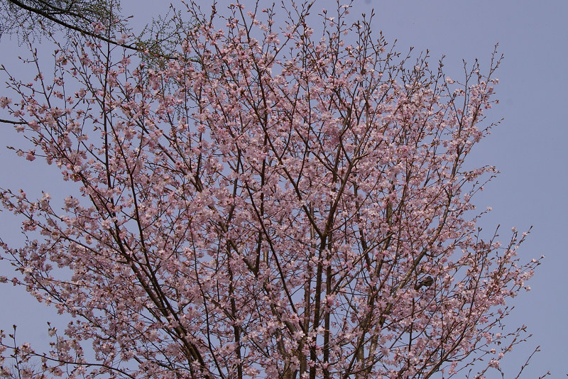 e0136424_948795.jpg