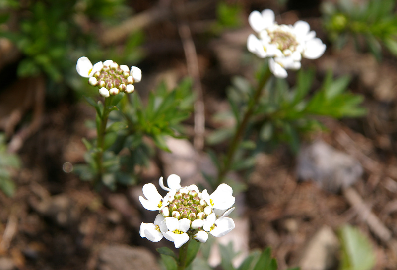 e0136424_9524455.jpg
