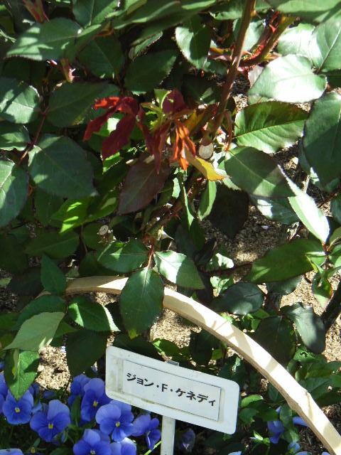 e0177824_014098.jpg