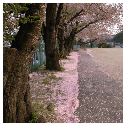 桜百景.6 - Last Scene_f0235326_22194421.jpg