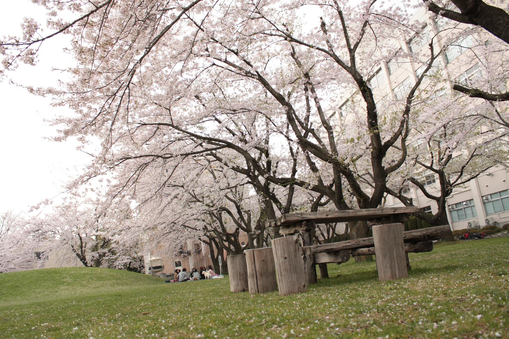 大学敷地内の桜_a0123331_23103196.jpg