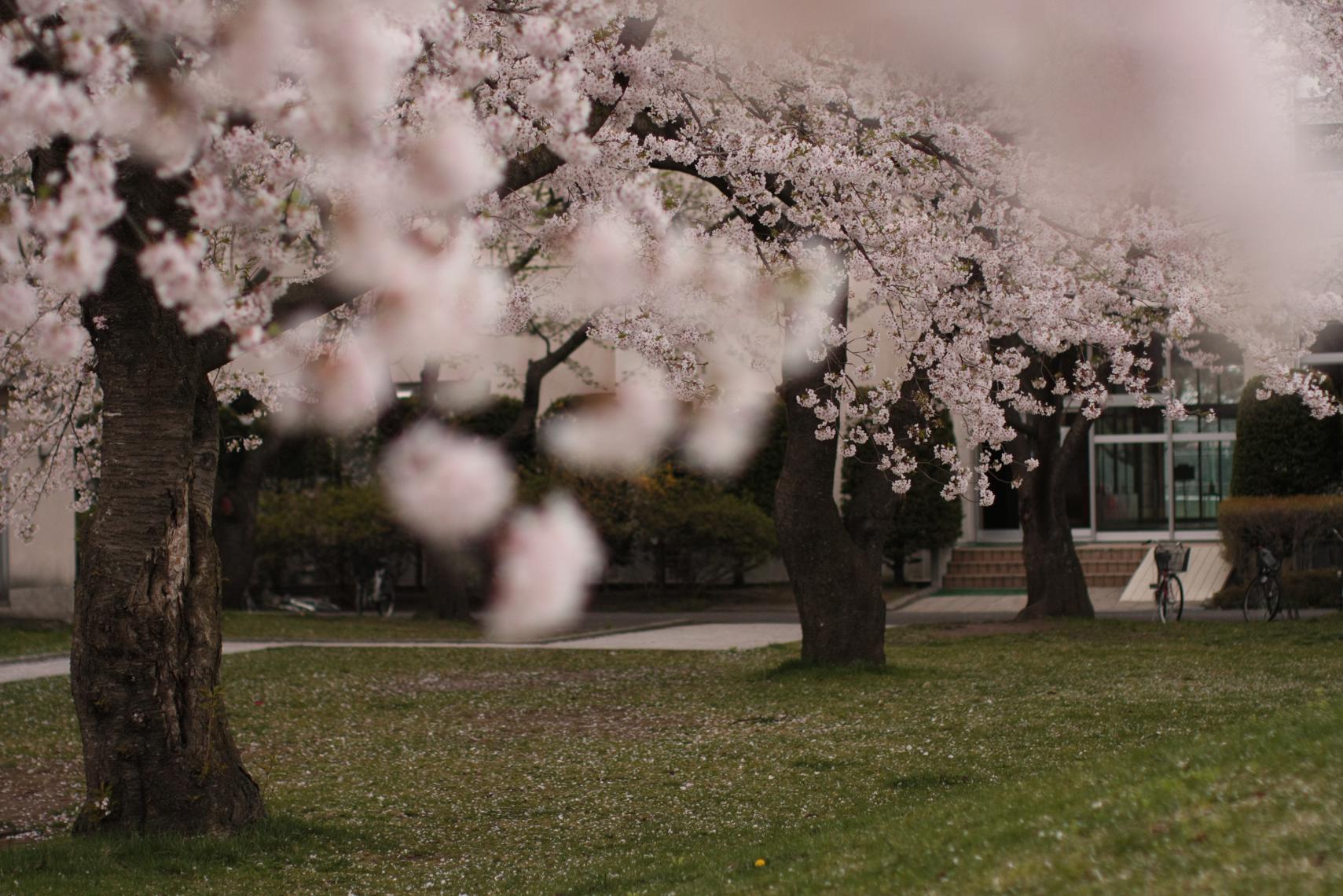 大学敷地内の桜_a0123331_23111812.jpg