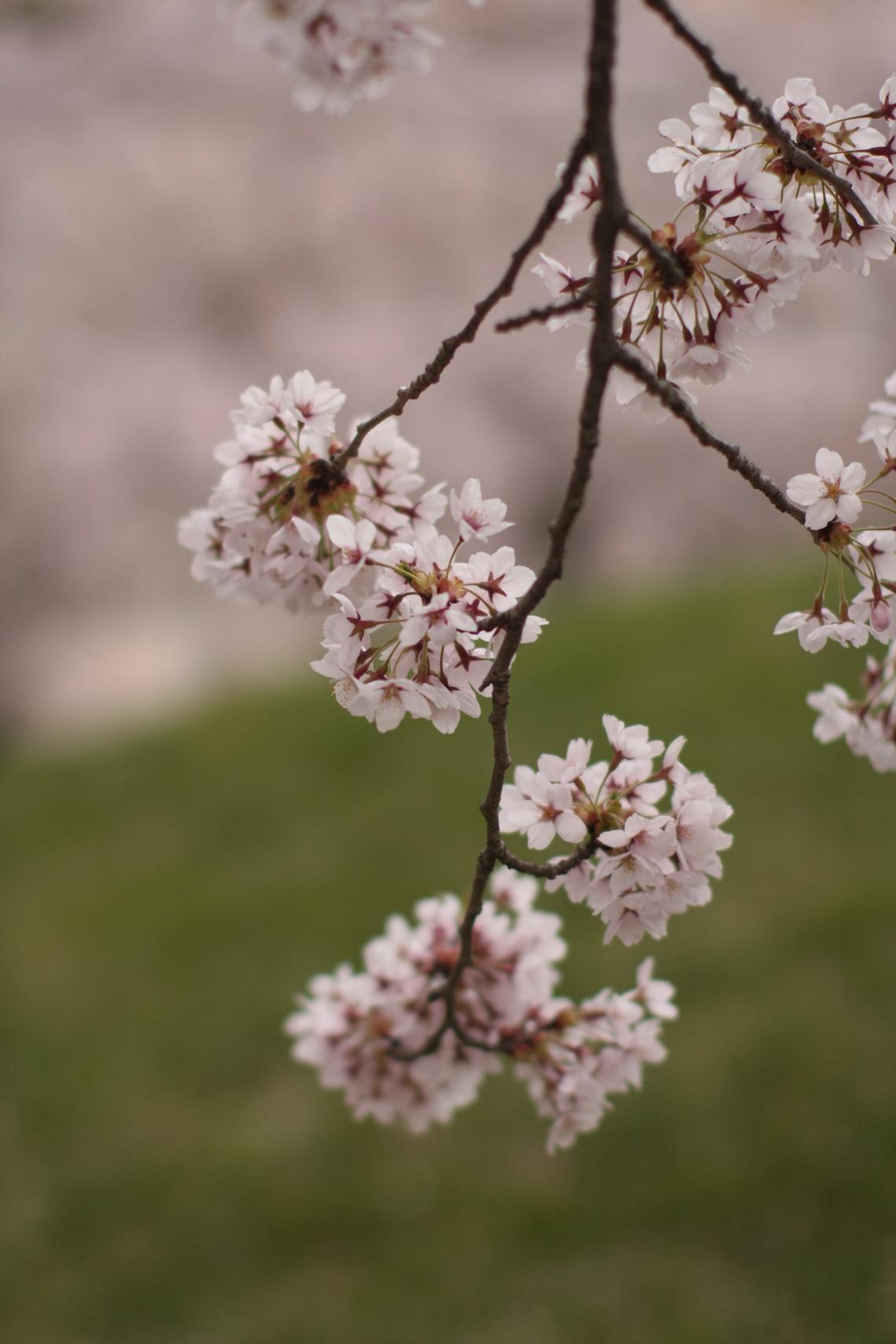 大学敷地内の桜_a0123331_2312315.jpg