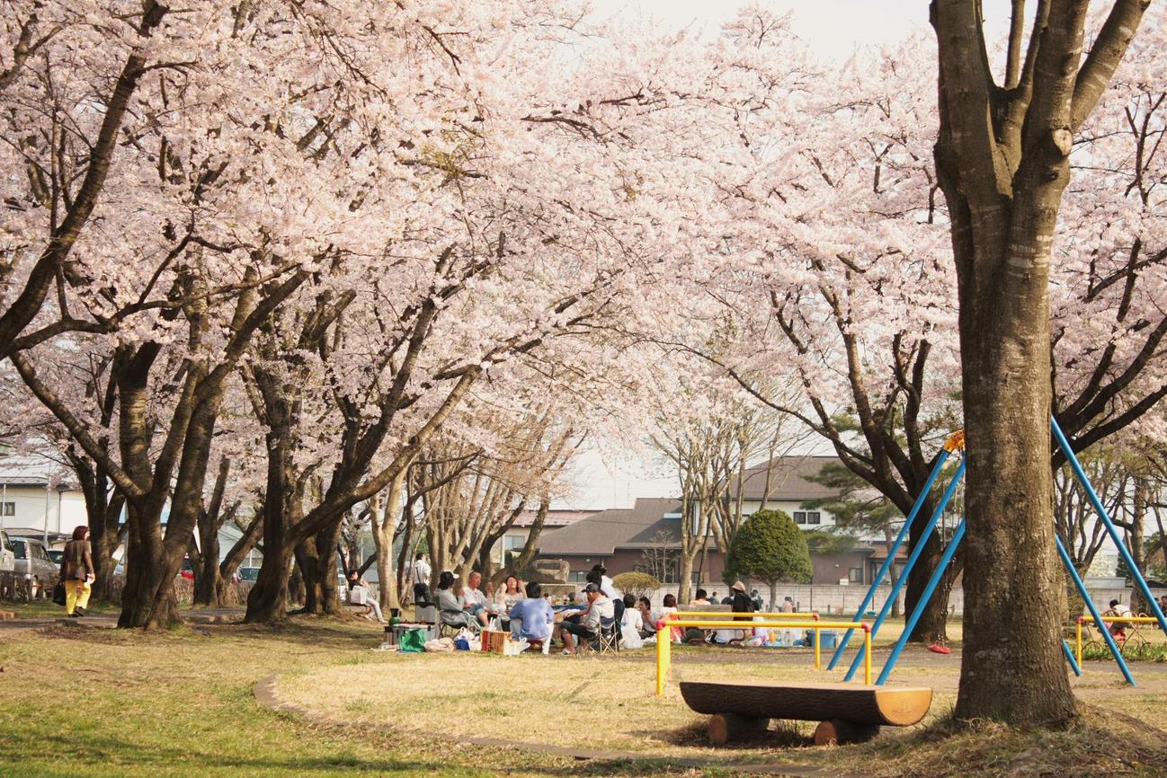 十和田、三木野公園の桜_a0123331_23194865.jpg