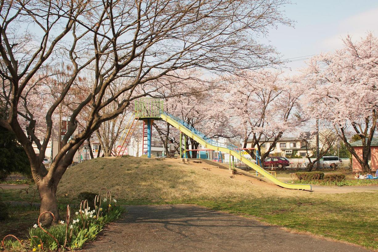 十和田、三木野公園の桜_a0123331_23211274.jpg