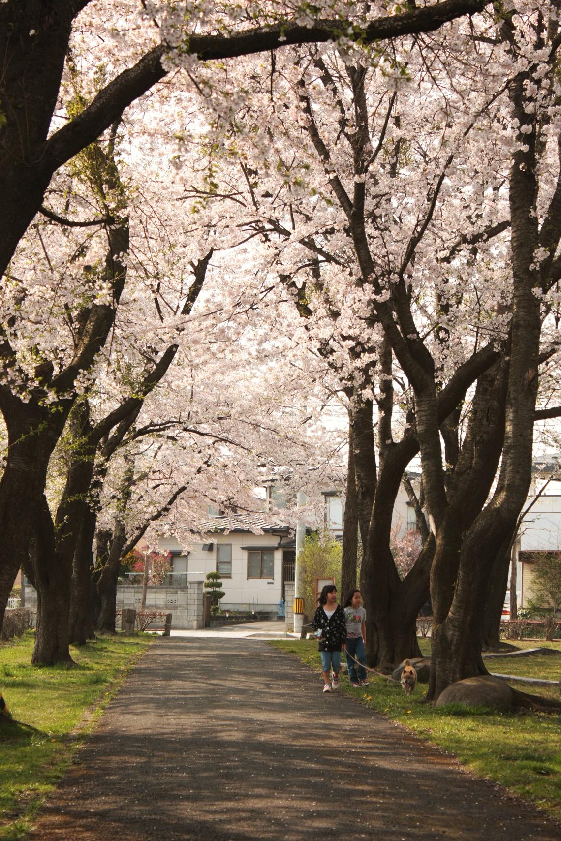 十和田、三木野公園の桜_a0123331_23222227.jpg