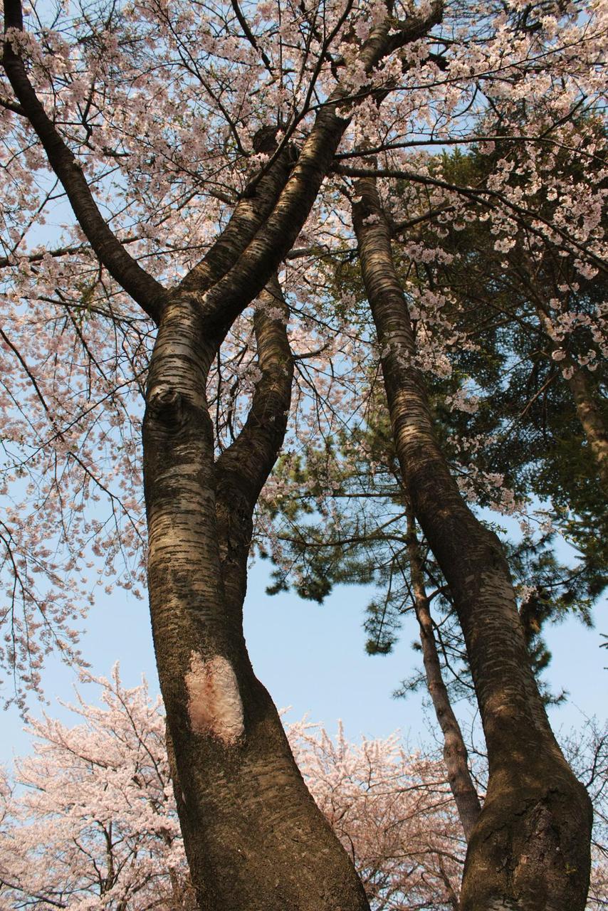 十和田、三木野公園の桜_a0123331_23225525.jpg