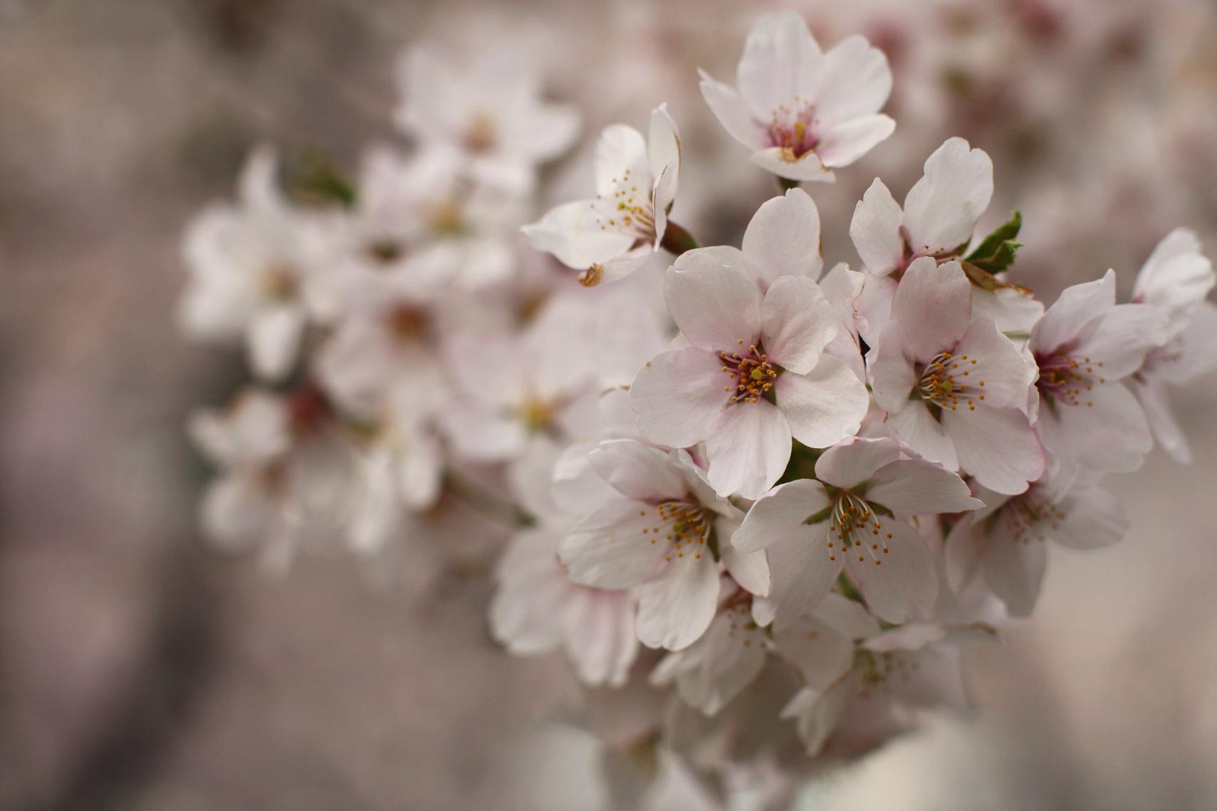 十和田、三木野公園の桜_a0123331_23313380.jpg