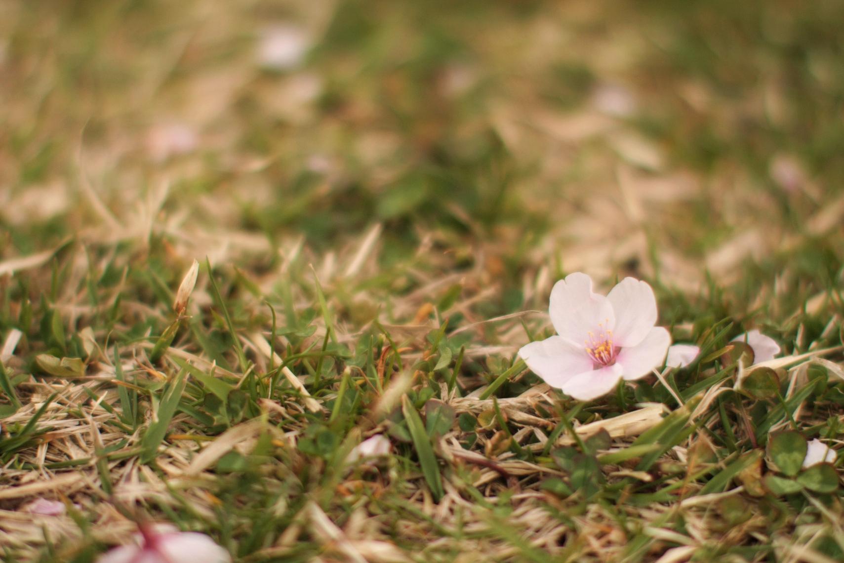 十和田、三木野公園の桜_a0123331_23332898.jpg