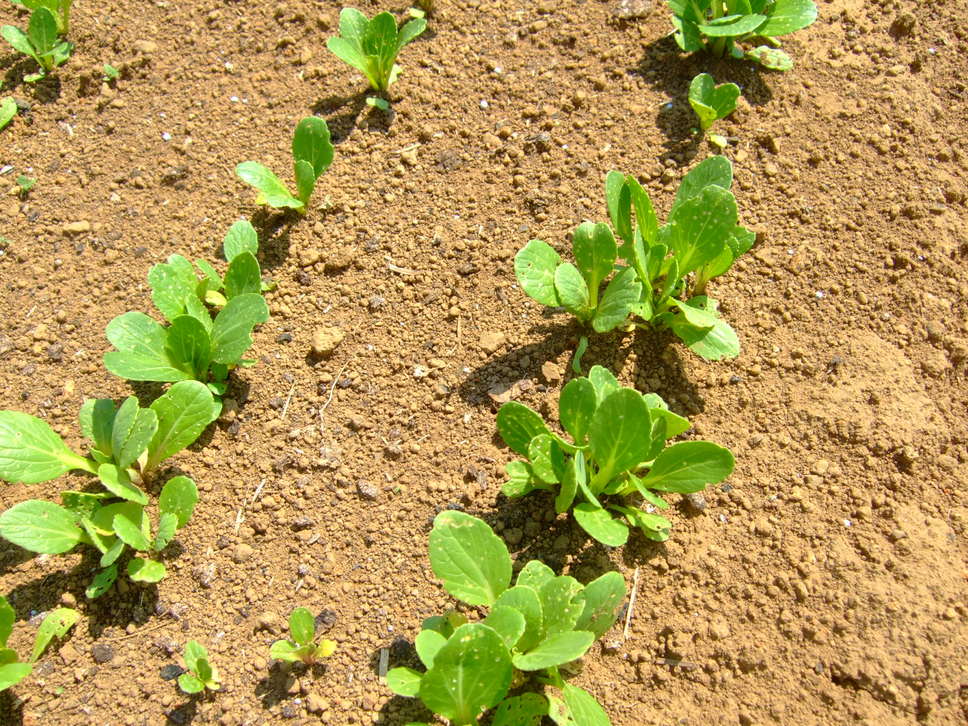 5月は忙しい.....夏野菜の植え付け!_b0137932_1612293.jpg