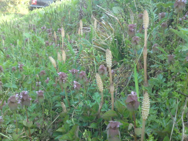 c0150438_80162.jpg