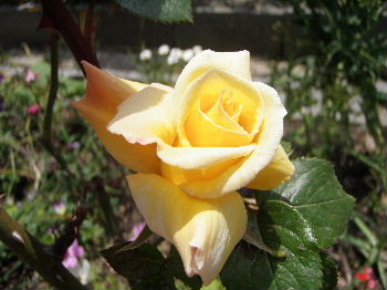 a0054240_2116677.jpg