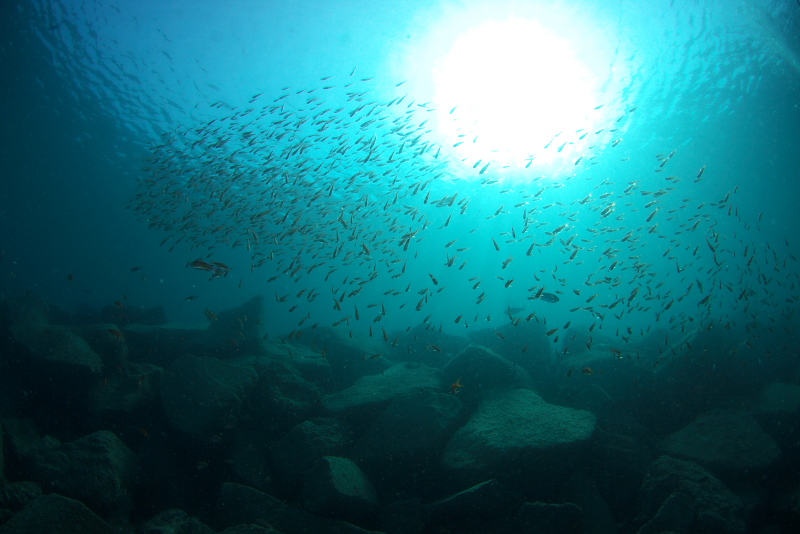 大瀬崎2010-05-02,03 Dive909-915_b0016940_1234956.jpg