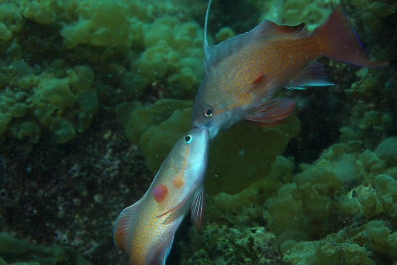 大瀬崎2010-05-02,03 Dive909-915_b0016940_128037.jpg