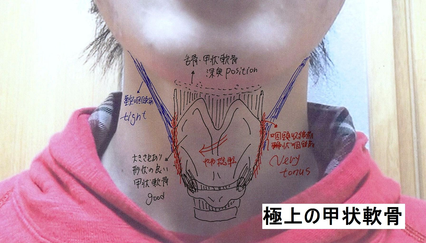 喉仏 の 位置