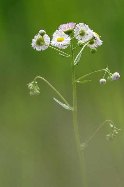 道端の花々_f0112952_2245896.jpg