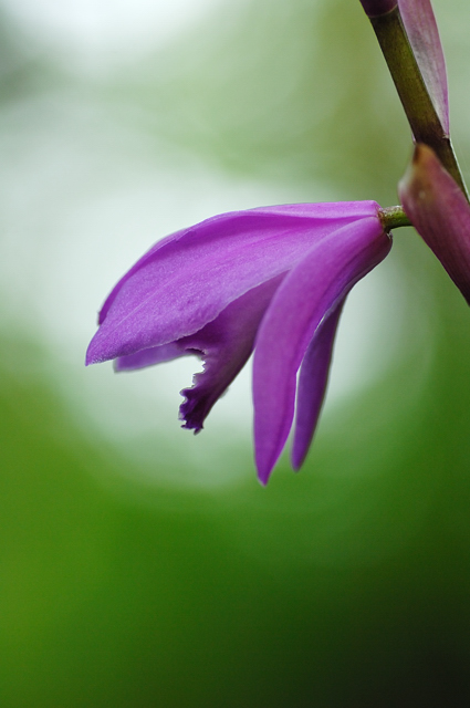 道端の花々_f0112952_225657.jpg