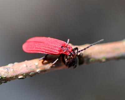 e0035757_1904437.jpg