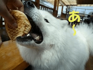 e0176159_102442.gif