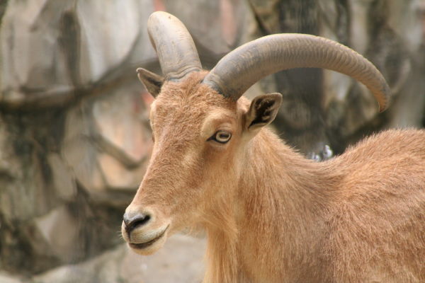 動物園のど 動物園のど