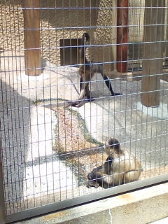 上野動物園なう_c0062763_12174574.jpg