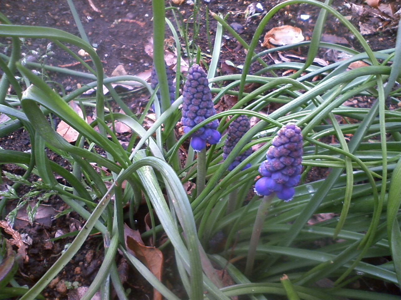 e0151566_17423232.jpg