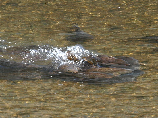 f0208666_17503347.jpg