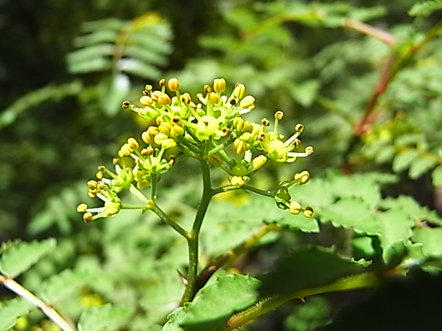 山椒と山吹　５月４日火）　…晴れ…_a0146070_20322712.jpg