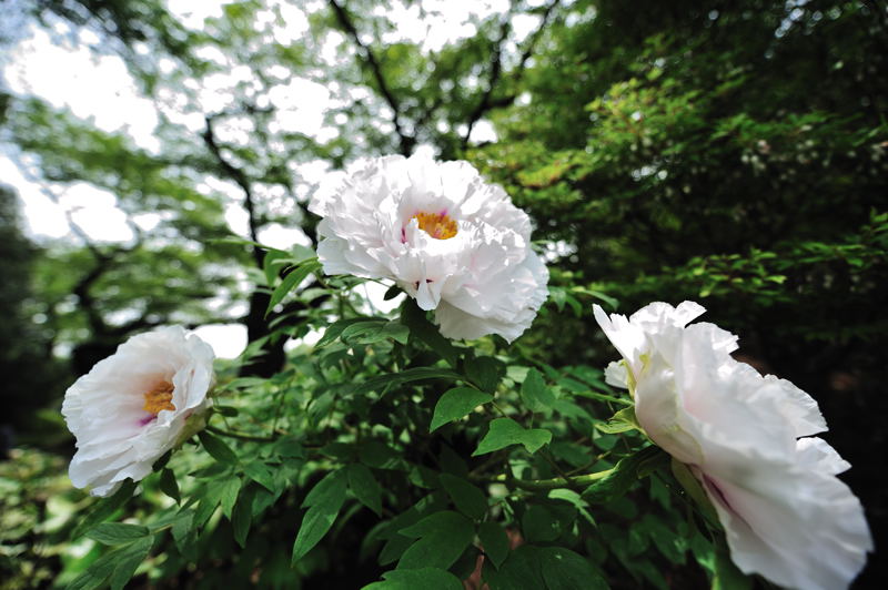 神代植物園_a0144081_22244374.jpg